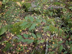 Image of Spiraea flexuosa Fisch. ex Cambess.