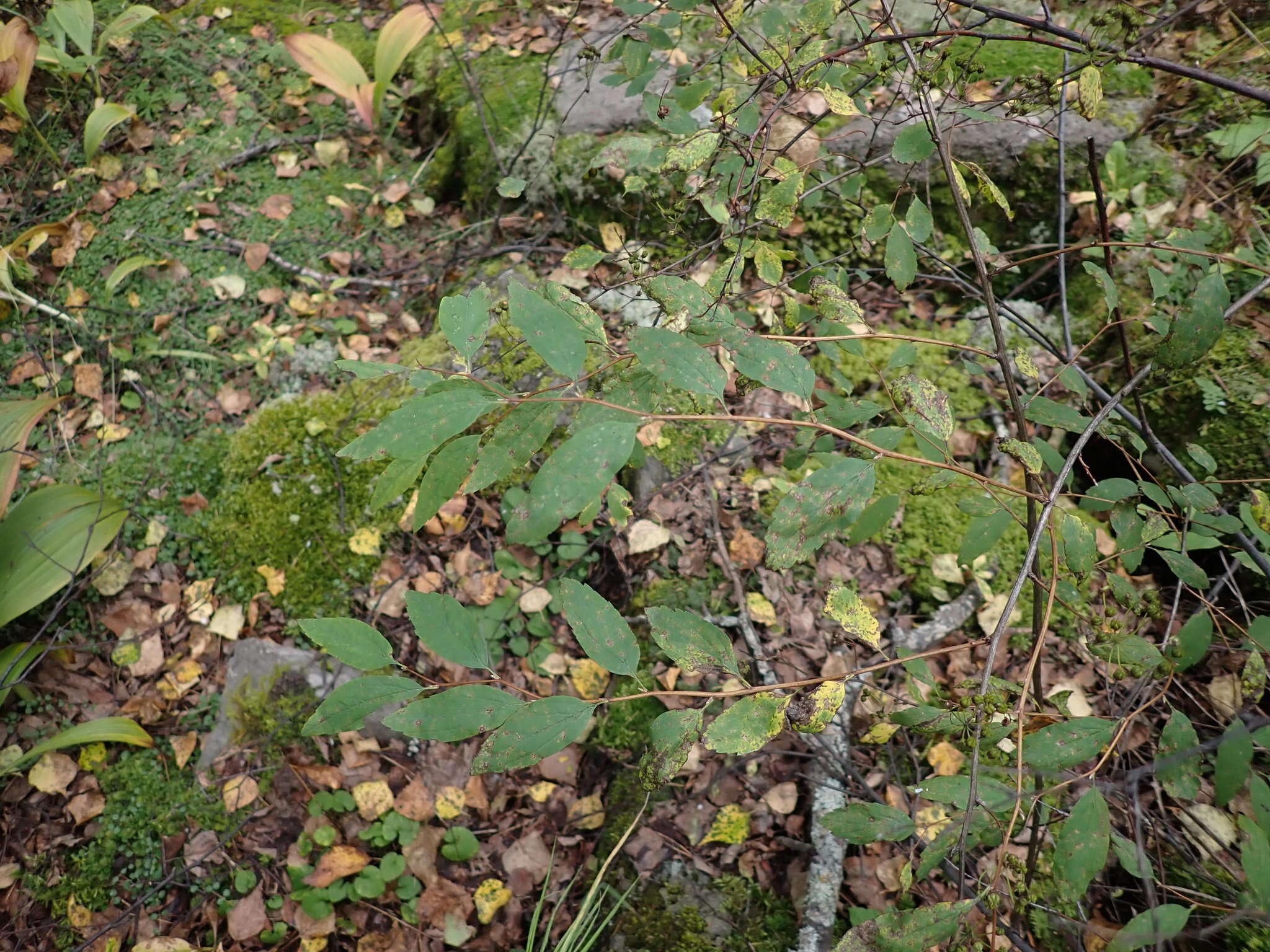 Image of Spiraea flexuosa Fisch. ex Cambess.