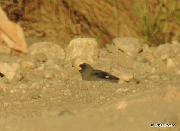 Image of Band-tailed Seedeater