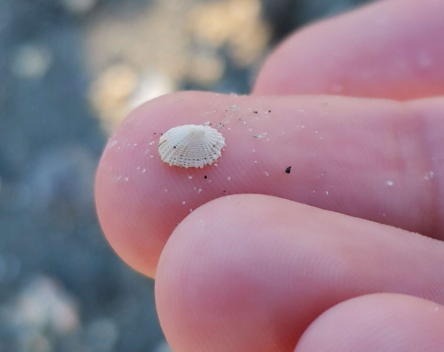 Image of Common Slit-limpet