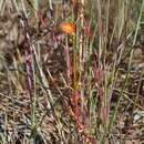 Image de Drosera aurantiaca