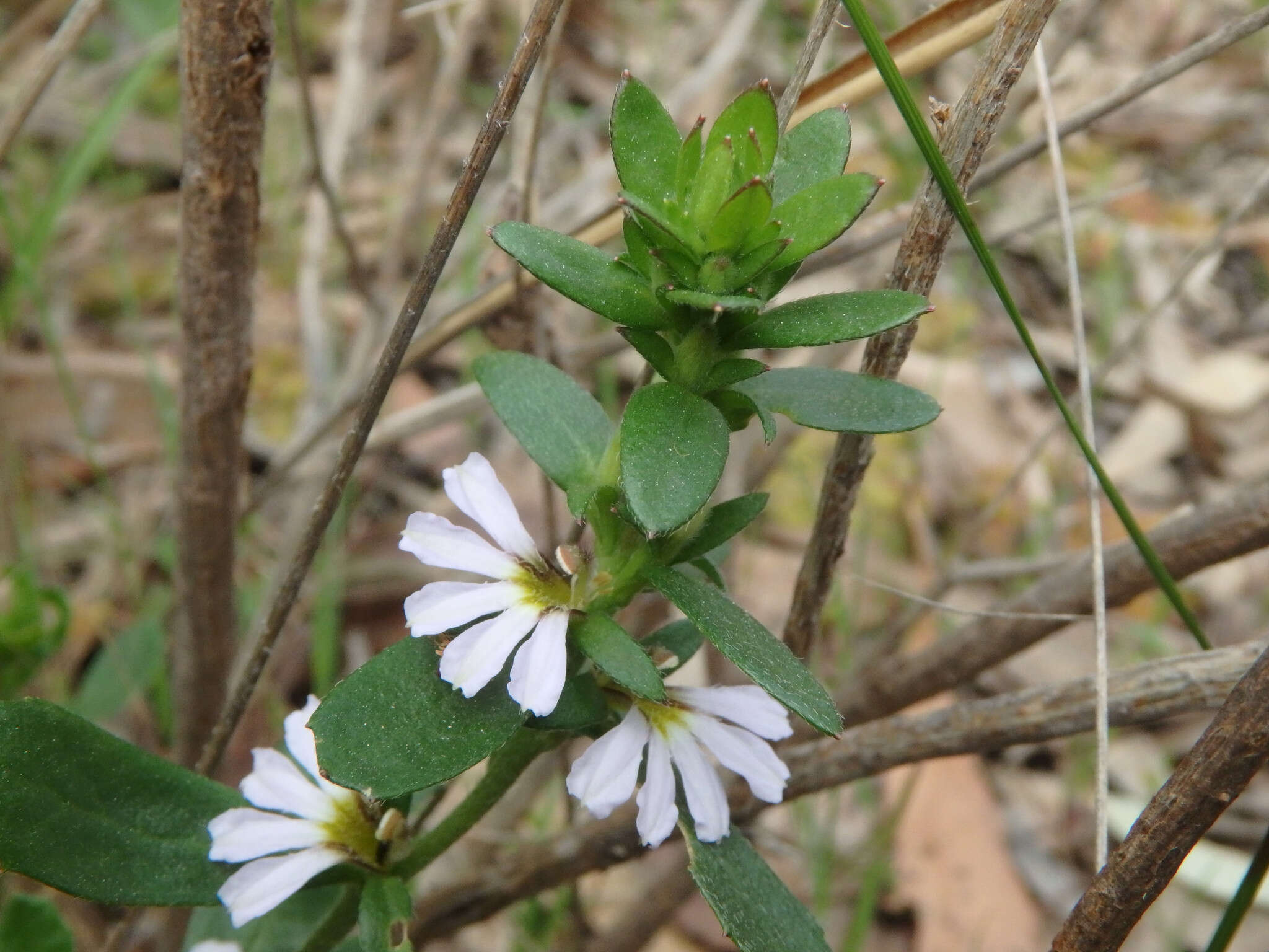 Image of Scaevola albida (Smith) Druce