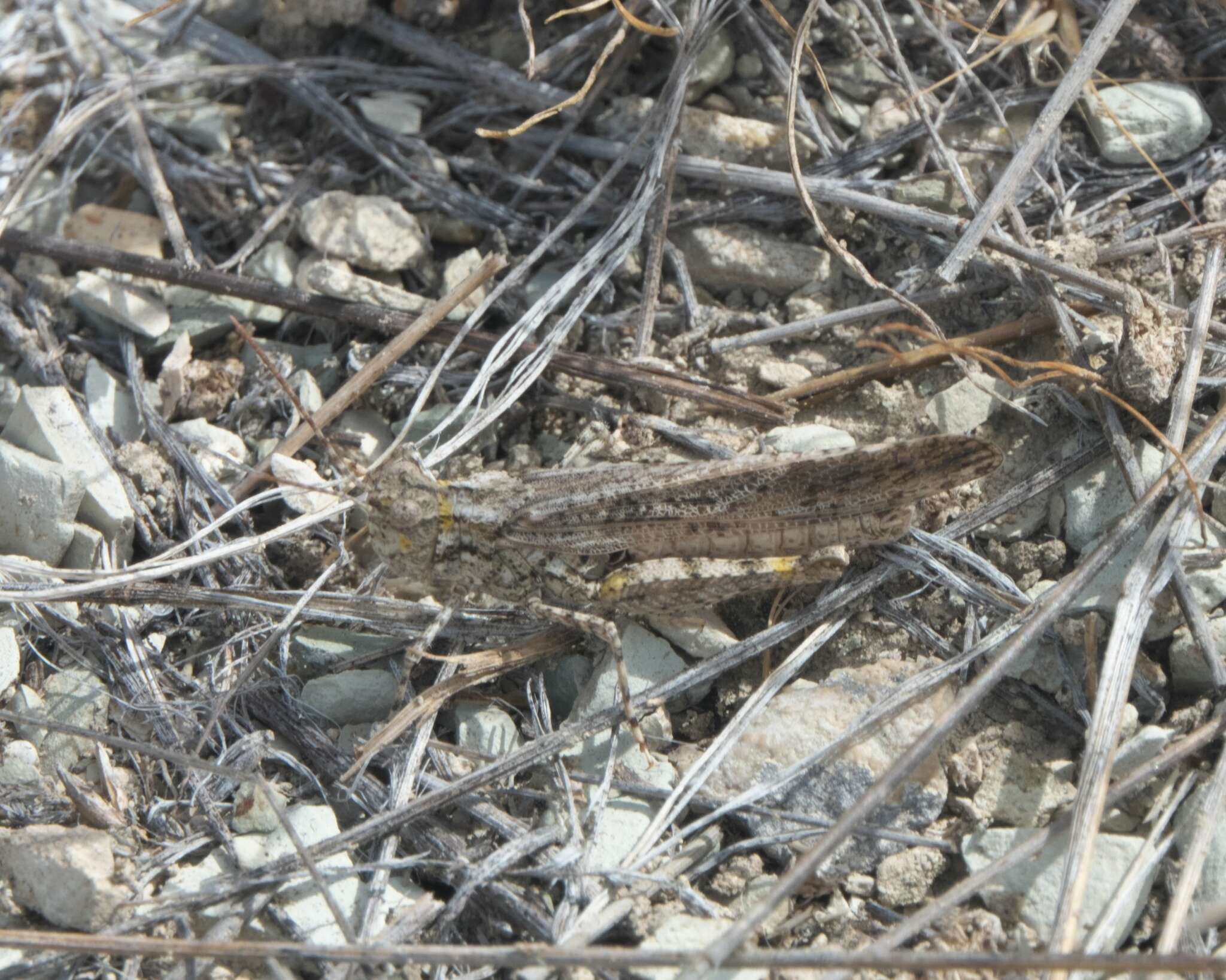 Plancia ëd Trimerotropis gracilis (Thomas & C. 1872)