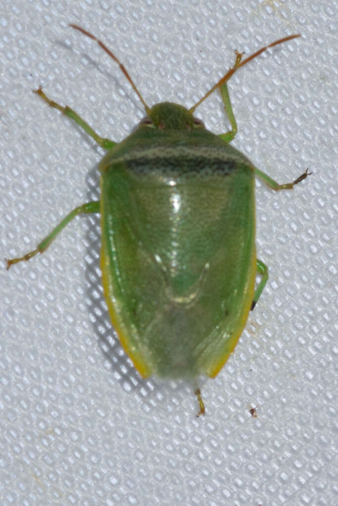 Image of Red-banded Stink Bug