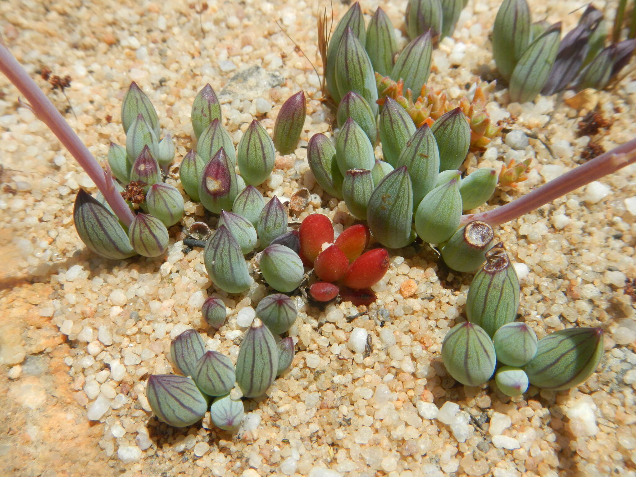 Image of Curio repens (L.) P. V. Heath