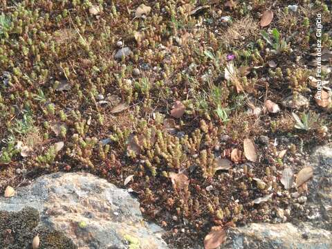 Image of Sedum arenarium Brot.