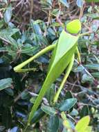 Image of Giant Katydid