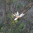 Image of feather daisy-bush