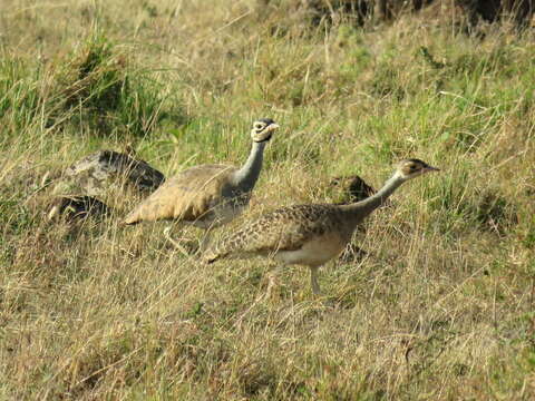 Image of White-bellied Bustard