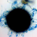 Sivun Erysiphe macrospora (Peck) U. Braun & S. Takam. 2000 kuva