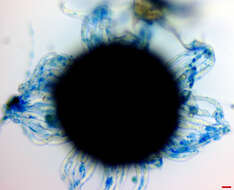 Erysiphe macrospora (Peck) U. Braun & S. Takam. 2000 resmi