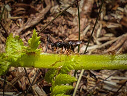 Plancia ëd Blasticotomidae