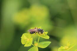 Image de Andrena chrysosceles (Kirby 1802)