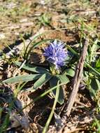 Image of Hyacinthoides lingulata (Poir.) Rothm.