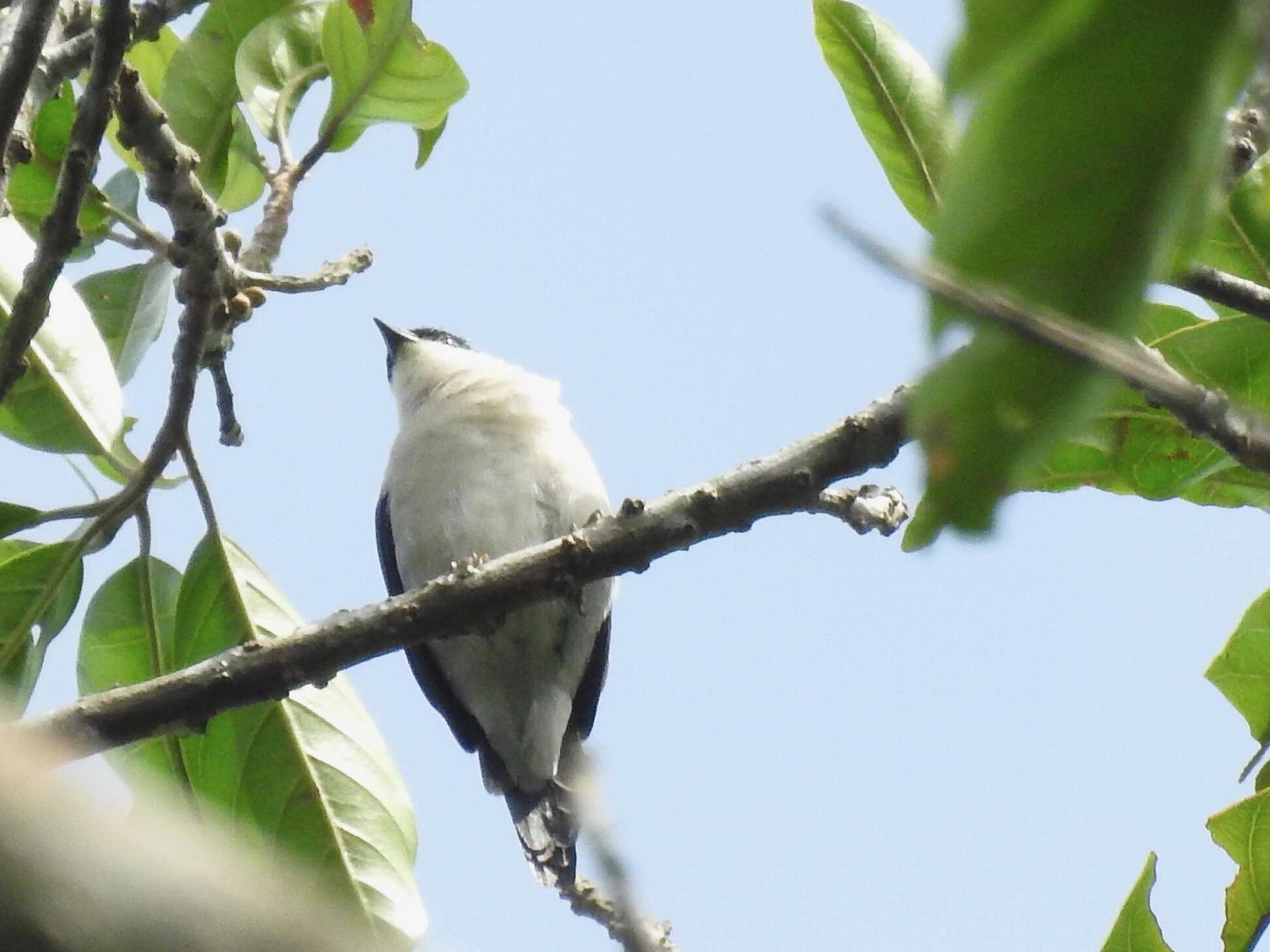 Слика од Nigrita fusconotus Fraser 1843