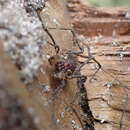 Image of Algidia interrupta interrupta Forster 1954