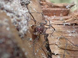 Image de Algidia interrupta interrupta Forster 1954