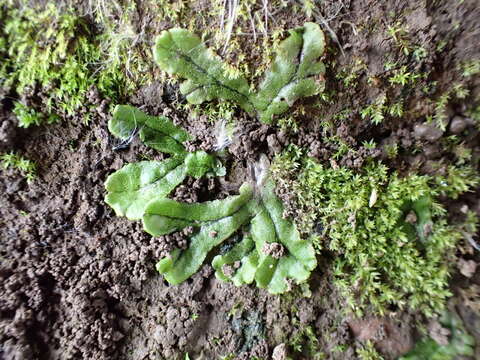 Image of Marchantia polymorpha subsp. polymorpha L.