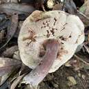 Image of Tylopilus vinosobrunneus Hongo 1979