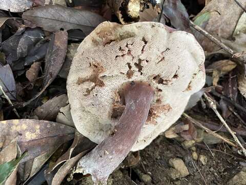 Image of Tylopilus vinosobrunneus Hongo 1979