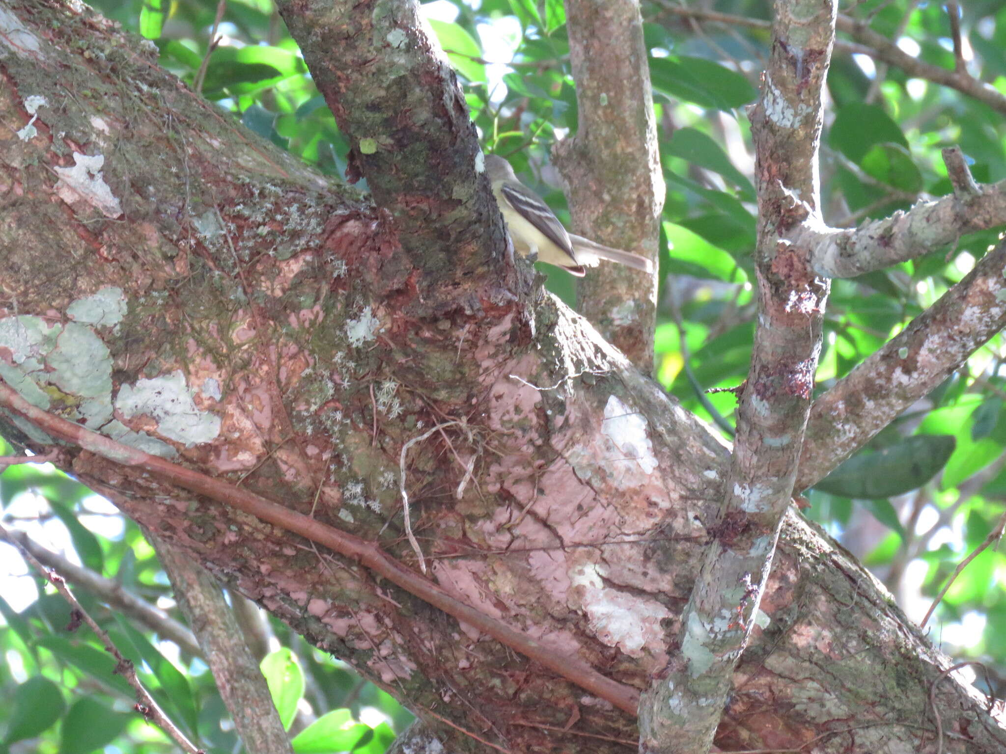 Image of White-fronted Tyrannulet