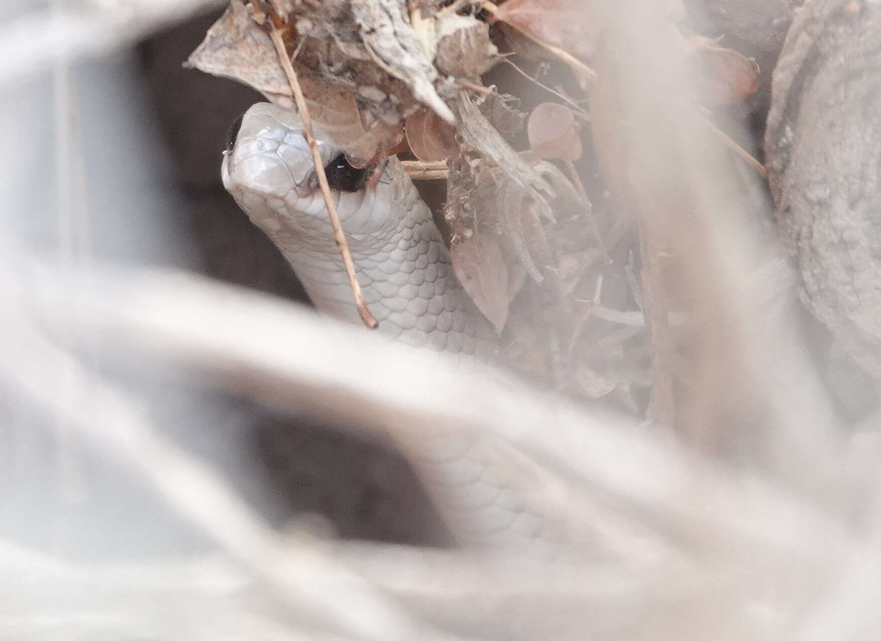 Image of Rufous Beaked Snake