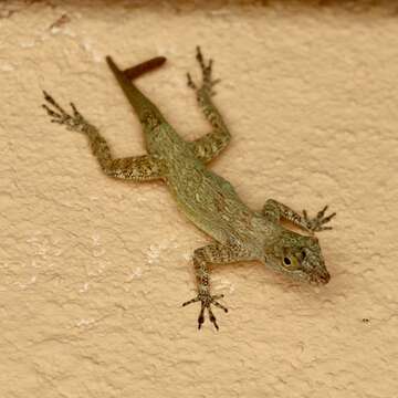 Image of Anolis properus Schwartz 1968