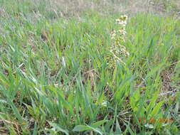 Image of Northern Sweet Vernal Grass