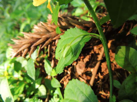 Слика од Pavonia flavispina Miq.