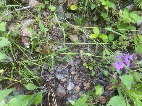 Image of swordleaf phlox