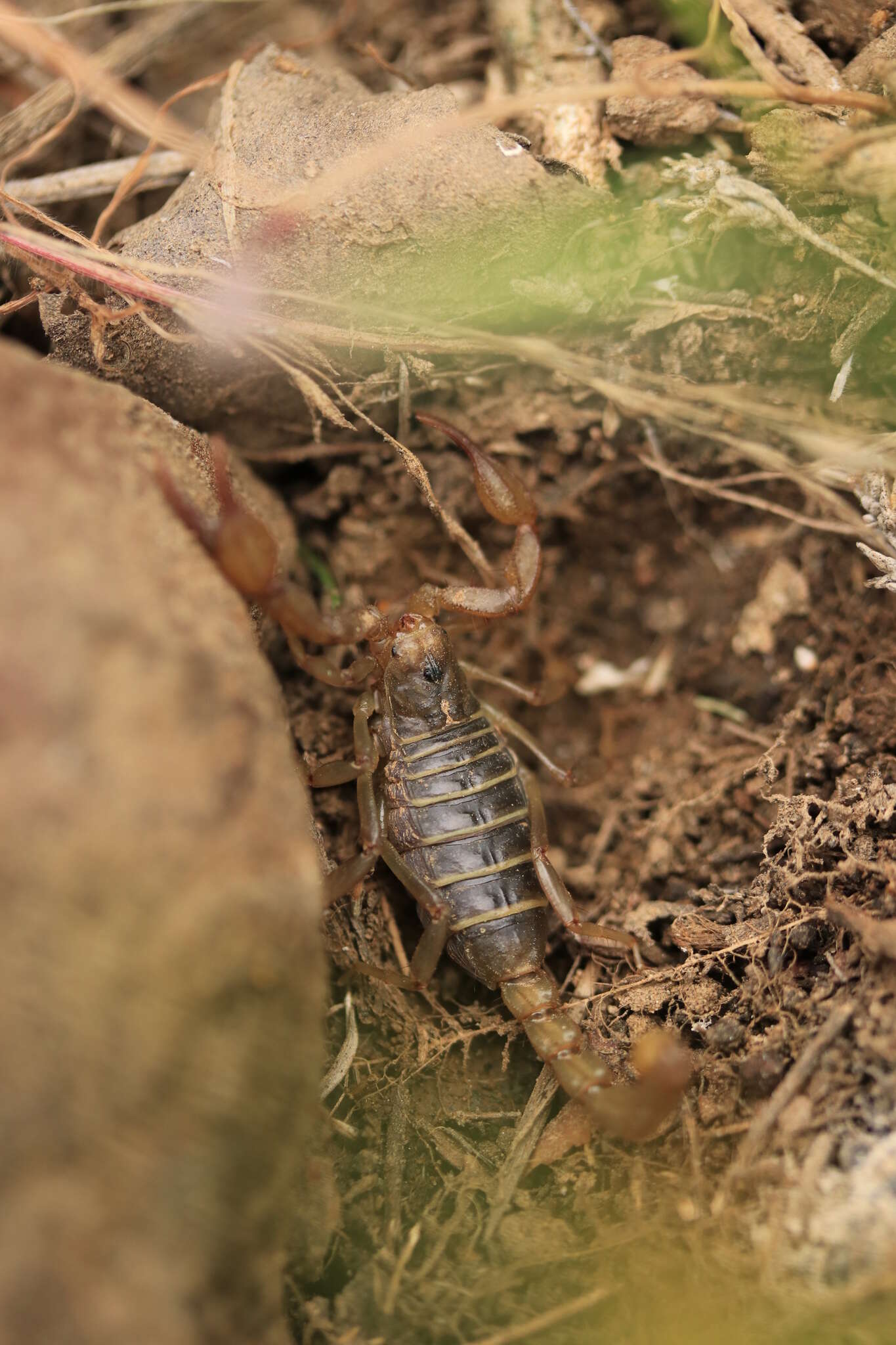 Image of Northern Scorpion