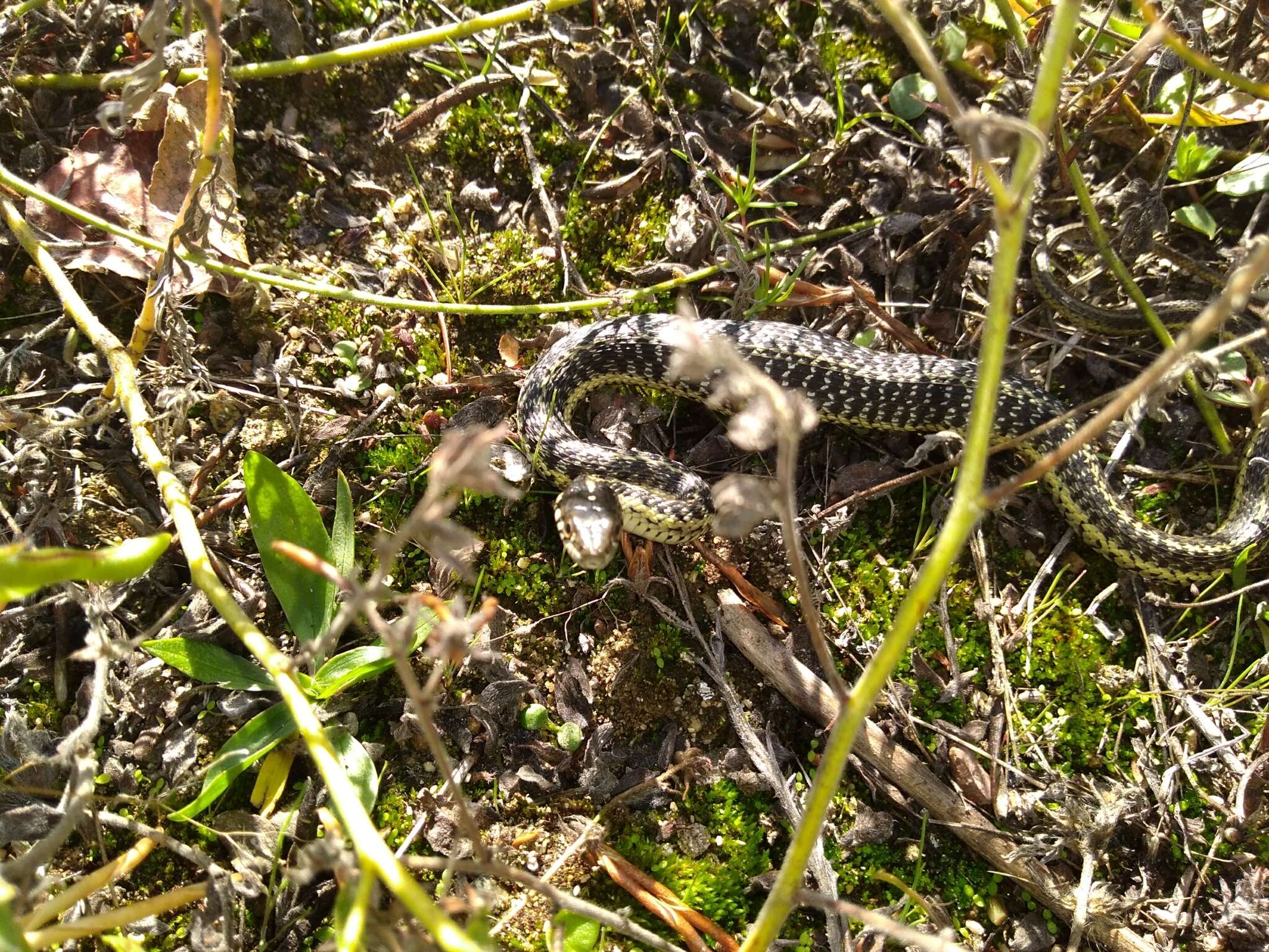 Image of Thamnophis atratus hydrophilus Fitch 1936