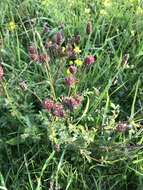 Image of small burnet