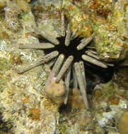 Image of Imperial urchin