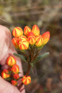 Image de Gentianella hyssopifolia (Kunth) Fabris