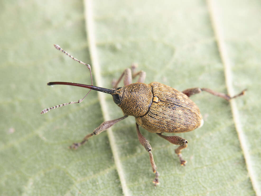 Imagem de Curculio nucum Linnaeus & C. 1758