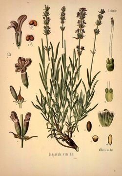 Image of English Lavendar