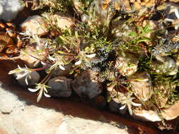 Image of Pelargonium hystrix Harv.