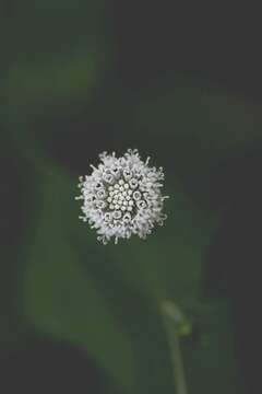 Image of snow squarestem