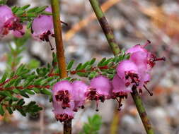 Image of Erica turgida Salisb.