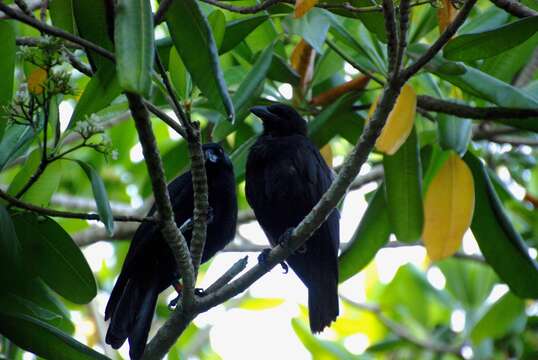 Image of Guam Crow