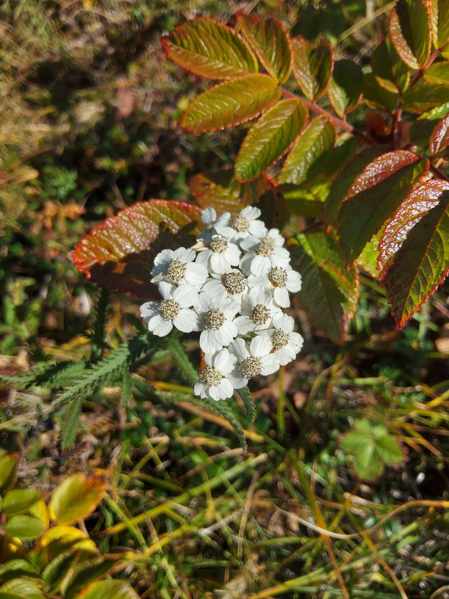 Sivun Achillea alpina subsp. camtschatica (Heimerl) Kitam. kuva