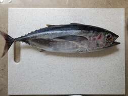 Image of Albacore