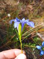 Image de Gentiana autumnalis L.