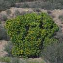 Image of Thorny salad bush