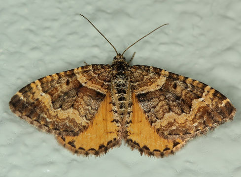 Image of <i>Epirrhoe plebeculata</i> Guenée 1858
