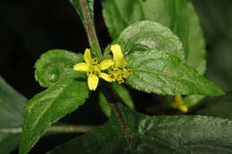 Image of Calyptocarpus brasiliensis (Nees & Mart.) B. L. Turner