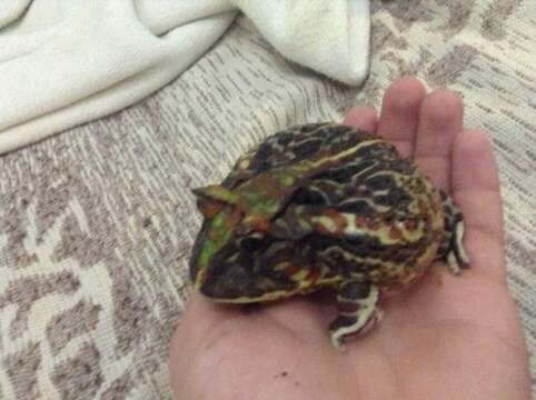 Image of Brazilian Horned Frog