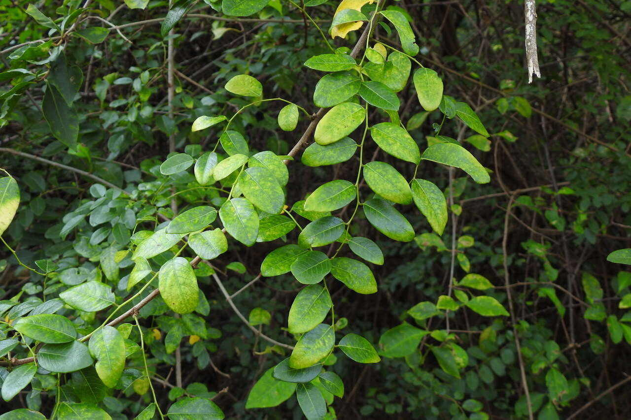 Image de Phyllanthus reticulatus var. reticulatus