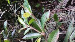 Image of Croton humbertii Leandri